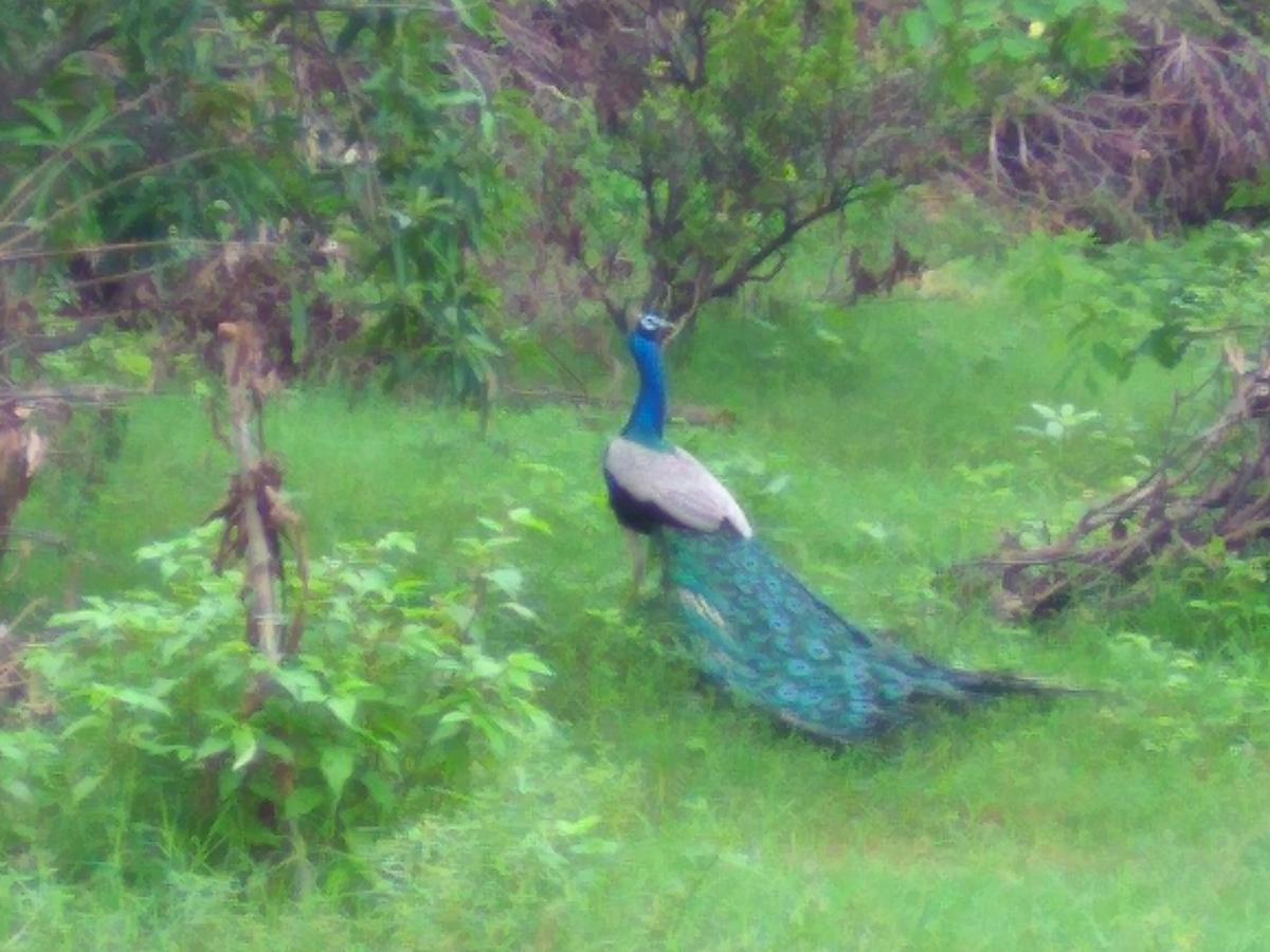 Ranakpur Nature Retreat Sadri Luaran gambar